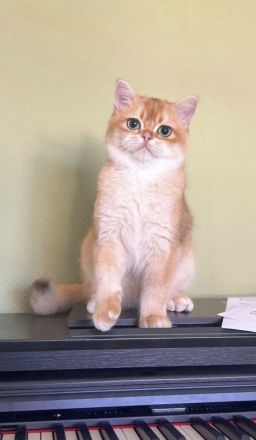 Reinrassige goldene BKH Kitten von Champion Eltern