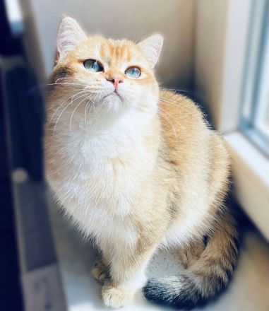 Reinrassige goldene BKH Kitten von Champion Eltern
