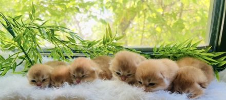 Reinrassige goldene BKH Kitten von Champion Eltern