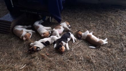 Jack Russell Terrier Welpen