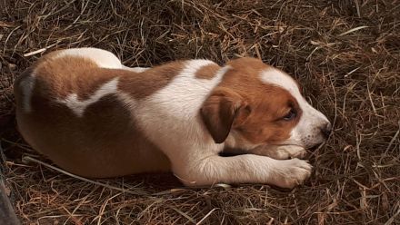 Jack Russell Terrier Welpen