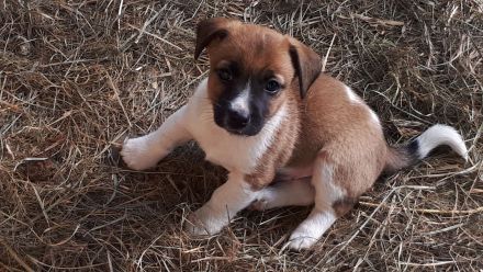 Jack Russell Terrier Welpen