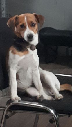 Jack Russell Terrier Welpen