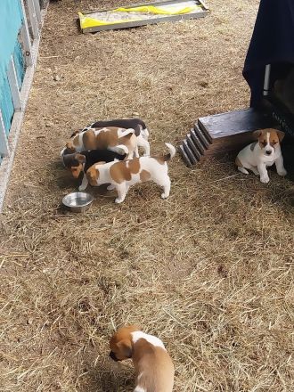 Jack Russell Terrier Welpen