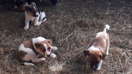 Jack Russell Terrier Welpen