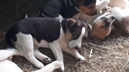 Jack Russell Terrier Welpen