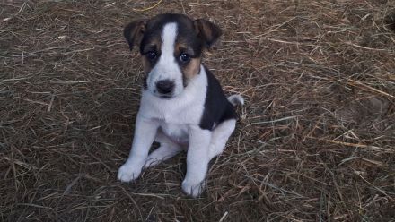 Jack Russell Terrier Welpen