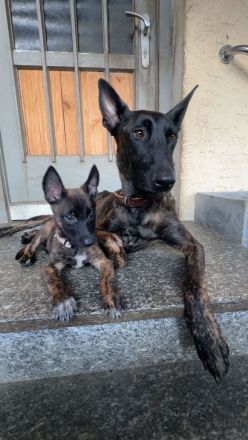 X Herder Mädchen sucht noch das passende Kuschelkörbchen