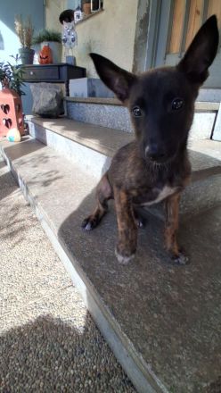X Herder Mädchen sucht noch das passende Kuschelkörbchen