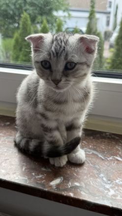 🐾 Wunderschöne weiße Bengal-Mix-Kätzchen suchen ein neues Zuhause 🐾