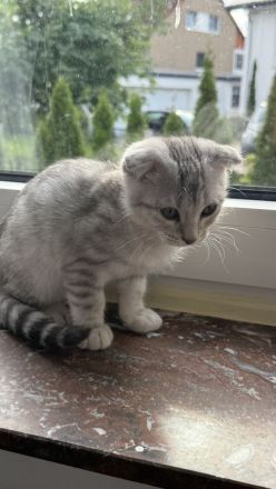 🐾 Wunderschöne weiße Bengal-Mix-Kätzchen suchen ein neues Zuhause 🐾