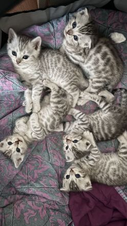 🐾 Wunderschöne weiße Bengal-Mix-Kätzchen suchen ein neues Zuhause 🐾