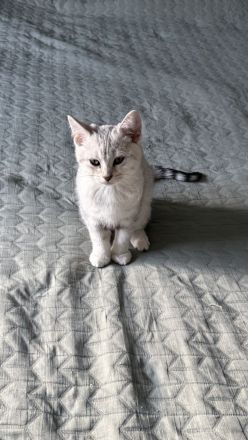 🐾 Wunderschöne weiße Bengal-Mix-Kätzchen suchen ein neues Zuhause 🐾