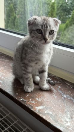🐾 Wunderschöne weiße Bengal-Mix-Kätzchen suchen ein neues Zuhause 🐾