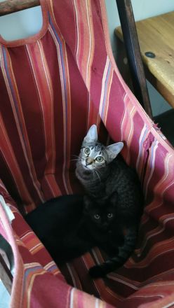 🐾 Edle Siam / Maine-Coon Mix-Kitten: Perfekt sozialisierte Traum-Fellnasen suchen ihr Kuschelreich!
