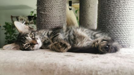 🐾 Edle Siam / Maine-Coon Mix-Kitten: Perfekt sozialisierte Traum-Fellnasen suchen ihr Kuschelreich!