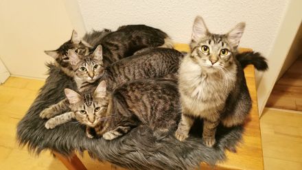 🐾 Edle Siam / Maine-Coon Mix-Kitten: Perfekt sozialisierte Traum-Fellnasen suchen ihr Kuschelreich!