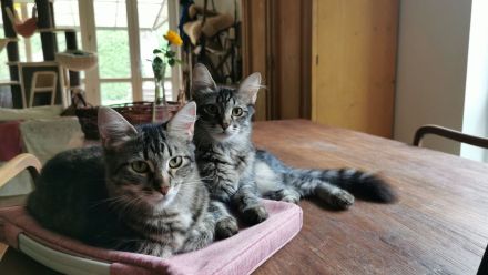 🐾 Edle Siam / Maine-Coon Mix-Kitten: Perfekt sozialisierte Traum-Fellnasen suchen ihr Kuschelreich!