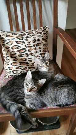 🐾 Edle Siam / Maine-Coon Mix-Kitten: Perfekt sozialisierte Traum-Fellnasen suchen ihr Kuschelreich!