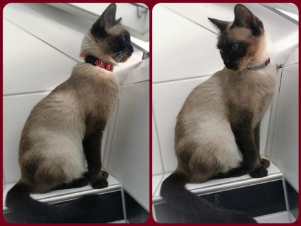🐾 Edle Siam / Maine-Coon Mix-Kitten: Perfekt sozialisierte Traum-Fellnasen suchen ihr Kuschelreich!