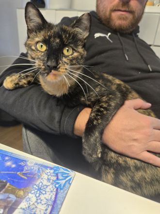 Schmusekatze umständehalber leider abzugeben