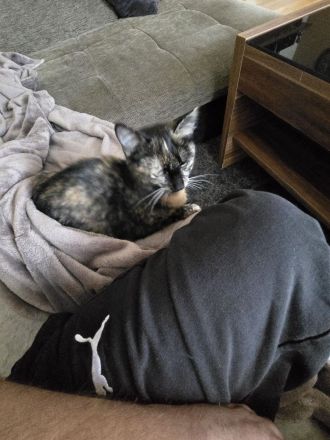 Schmusekatze umständehalber leider abzugeben