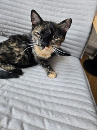 Schmusekatze umständehalber leider abzugeben