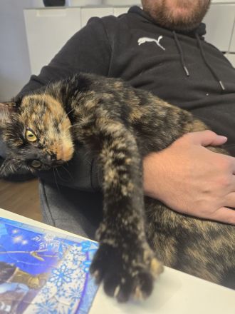 Schmusekatze umständehalber leider abzugeben