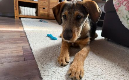 Zuhause gesucht für Matty