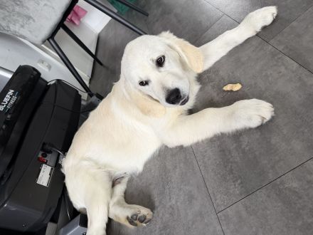 Golden retriever