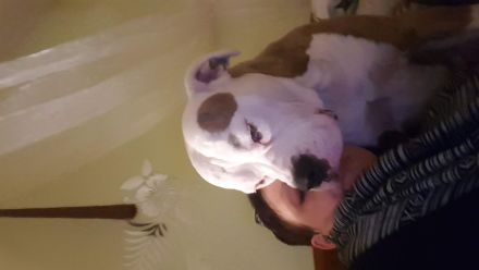 Erfahrenes Zuhause sucht erwachsenen Hund