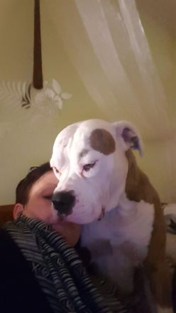 Erfahrenes Zuhause sucht erwachsenen Hund