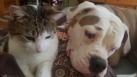 Erfahrenes Zuhause sucht erwachsenen Hund