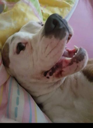 Erfahrenes Zuhause sucht erwachsenen Hund