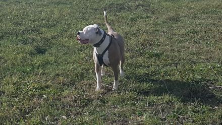 Erfahrenes Zuhause sucht erwachsenen Hund