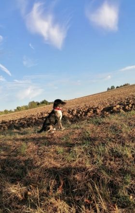 Border-Collie-Bulldoggen-Mix Nero, 4 Monate, sucht neues Zuhause
