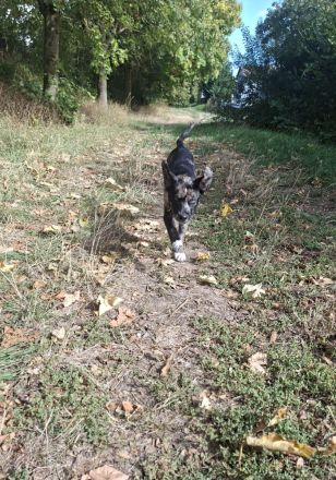 Border-Collie-Bulldoggen-Mix Nero, 4 Monate, sucht neues Zuhause