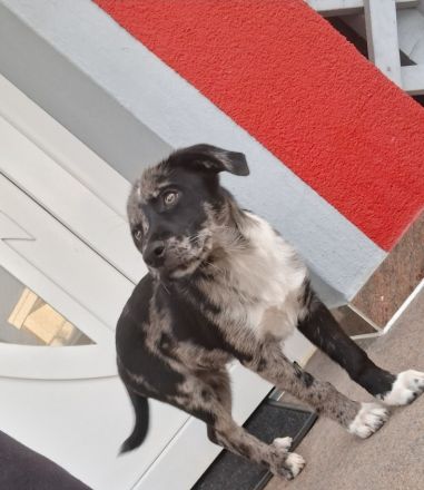 Border-Collie-Bulldoggen-Mix Nero, 4 Monate, sucht neues Zuhause