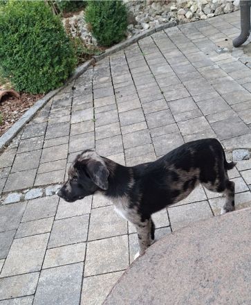 Border-Collie-Bulldoggen-Mix Nero, 4 Monate, sucht neues Zuhause