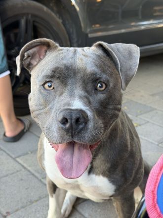 American Bully Lady