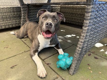 American Bully Lady