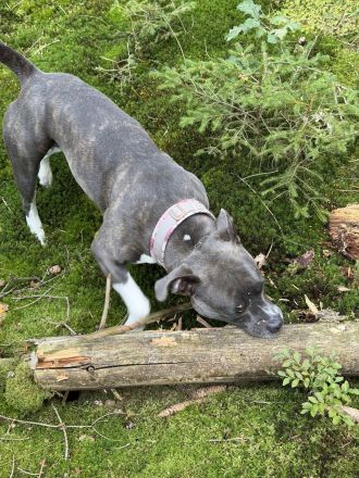 American Bully Lady