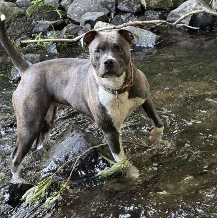 American Bully Lady