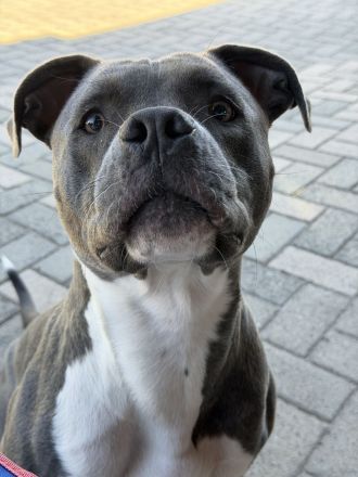 American Bully Lady