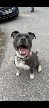 American Bully Lady