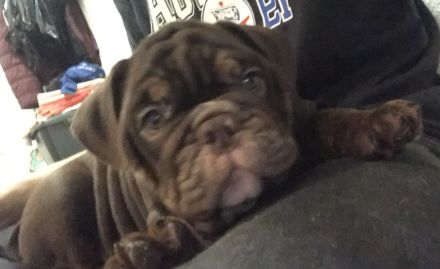 2 süsse New Old Bulldog