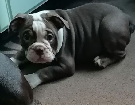 2 süsse New Old Bulldog