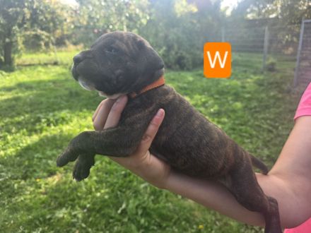 Ridgeback-Stafford Welpen