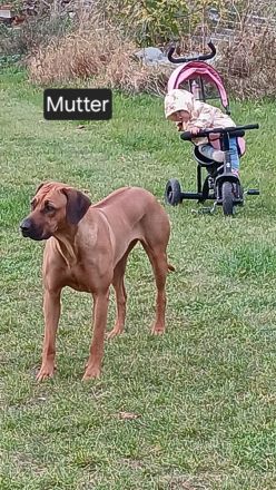 Ridgeback-Stafford Welpen