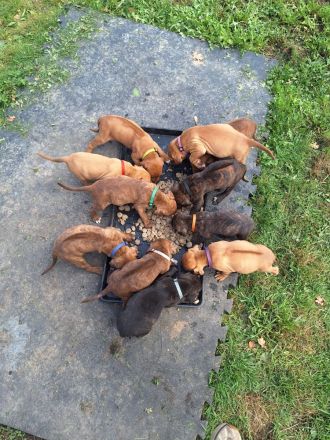 Ridgeback-Stafford Welpen